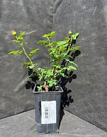 Роза кустовая Розоман Жанон